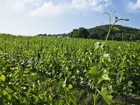 Tenuta Carbognano: Vino e sapori in armonia con la natura