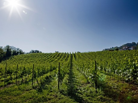 Tenuta Carbognano: Vino e sapori in armonia con la natura