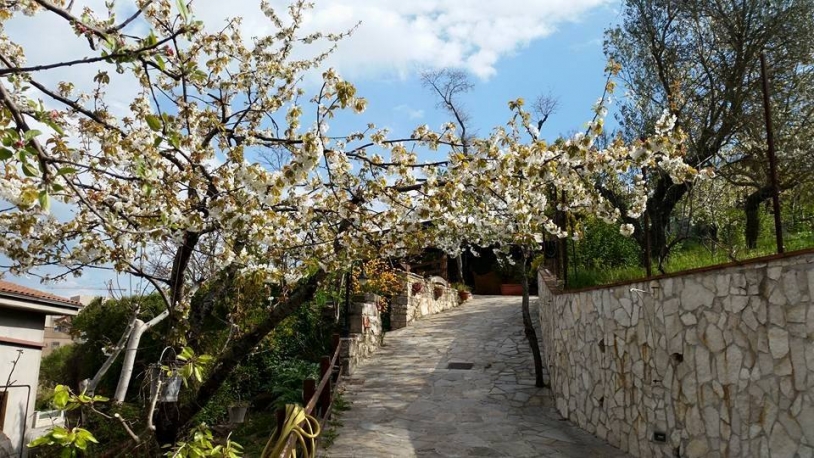 Antica Trattoria Bacco: Piatti sanniti da scoprire e gustare