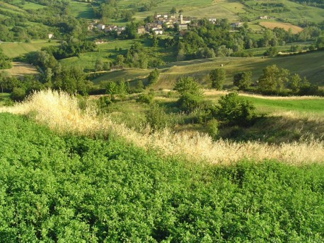 I Campi di Borla