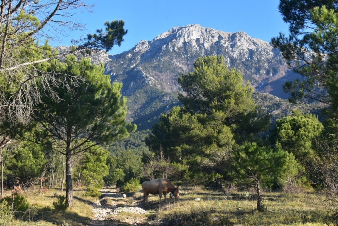 Escursione guidata nel Parco Nazionale del Pollino