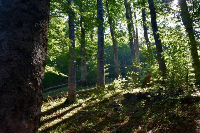 Escursione guidata nel Parco Nazionale del Pollino