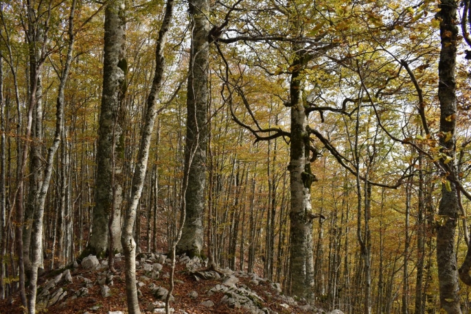 Escursione guidata nel Parco Nazionale del Pollino