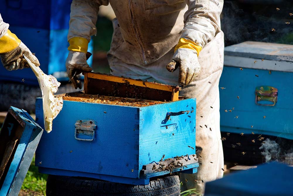 Apicoltore: un lavoro nobile e un ruolo fondamentale per ambiente