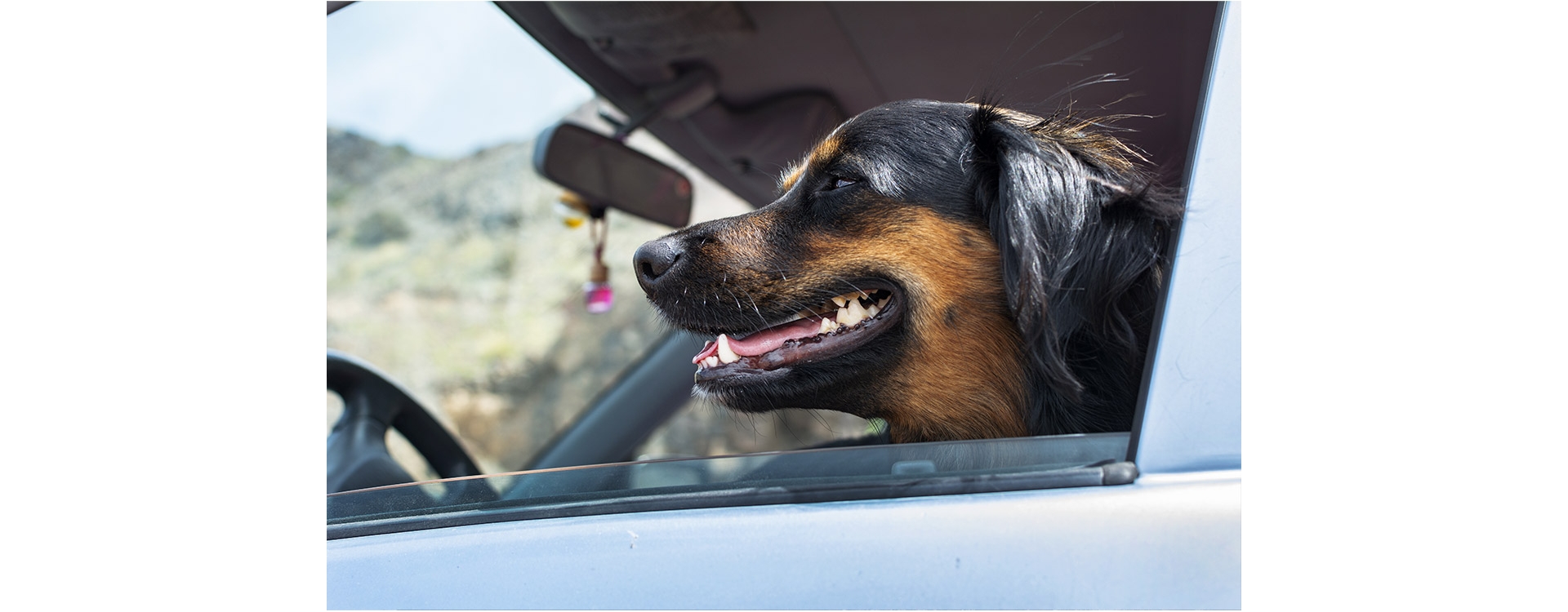 In viaggio con miao e fido: l'amore per gli animali non va in vacanza