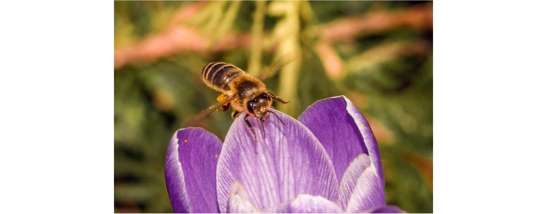 Api e biodiversità sono fondamentali per la vita sulla Terra