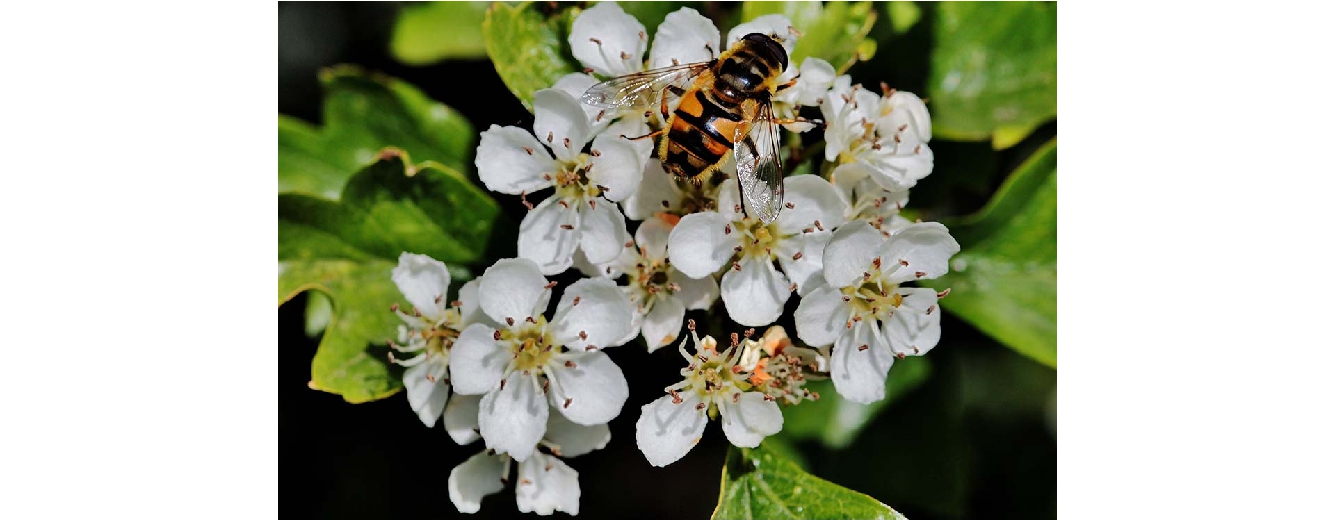 Le api in città per aiutare l’ambiente e la biodiversità