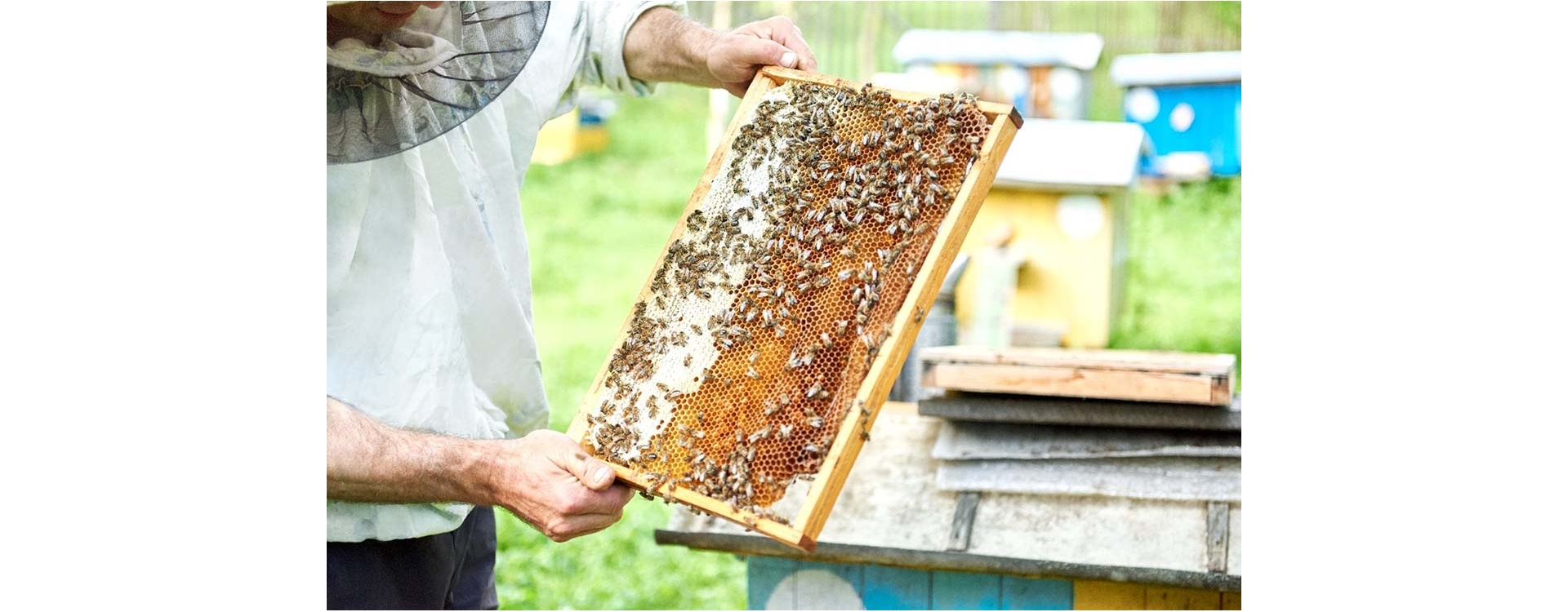 Il lavoro dell’apicoltore, un ruolo fondamentale per la difesa dell’ambiente