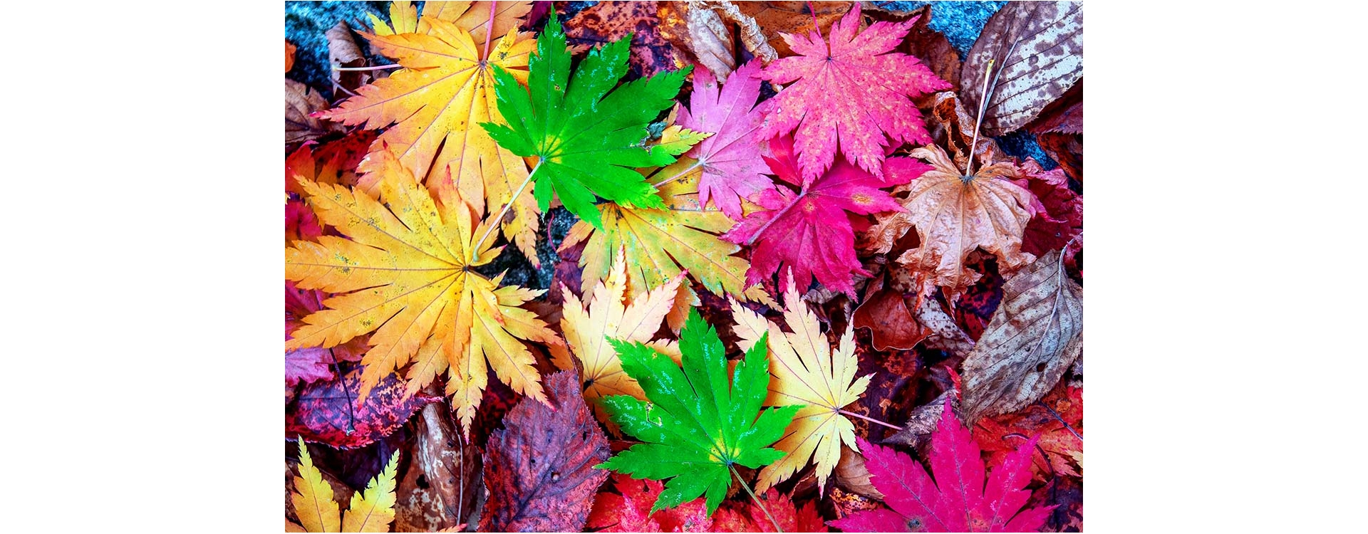 Foliage in Italia, il nuovo modo di scoprire la natura