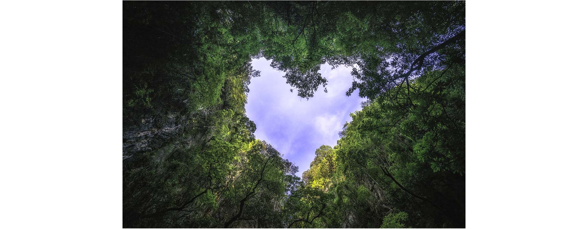 Tutelare le foreste primarie per proteggere la biodiversità