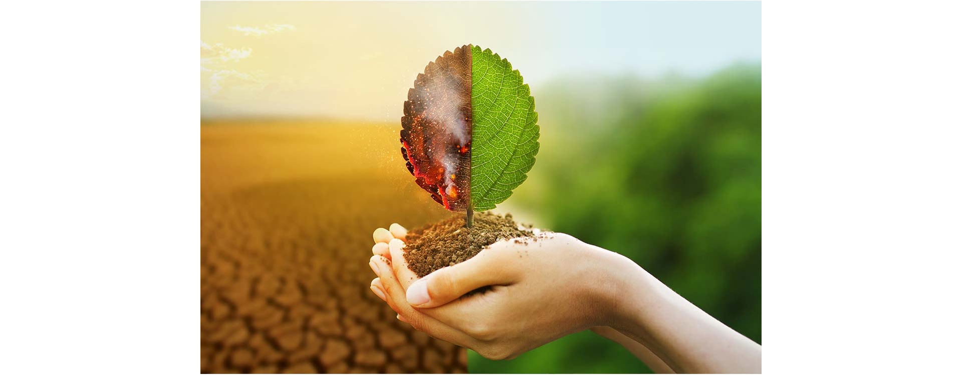 Gli alberi aiutano il clima e proteggono il Pianeta