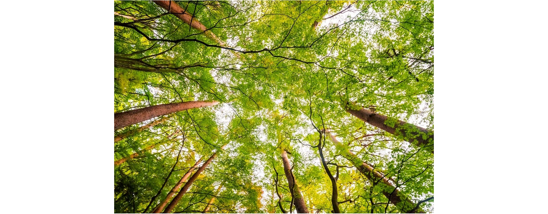 Piantare alberi per un mondo più pulito, sano e sostenibile