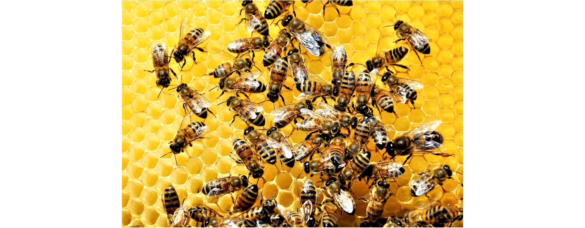 La vita nell’alveare, una comunità complessa, efficiente e affascinante